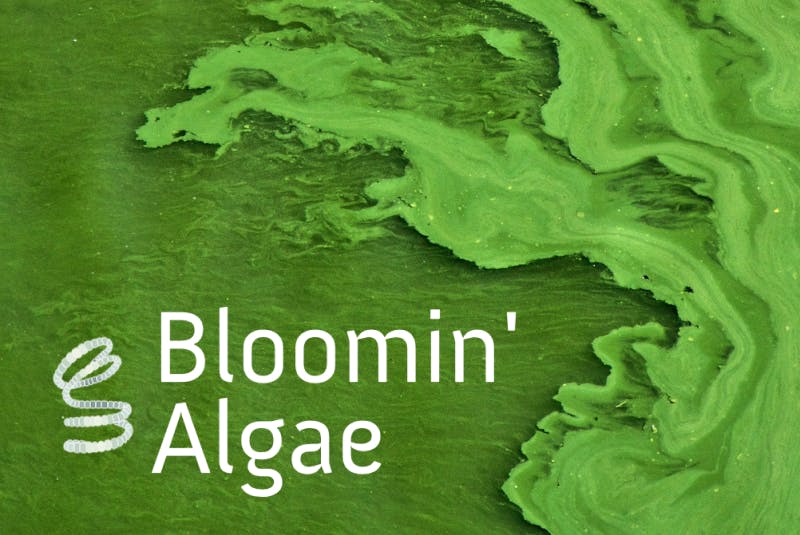 Bloomin' Algae image