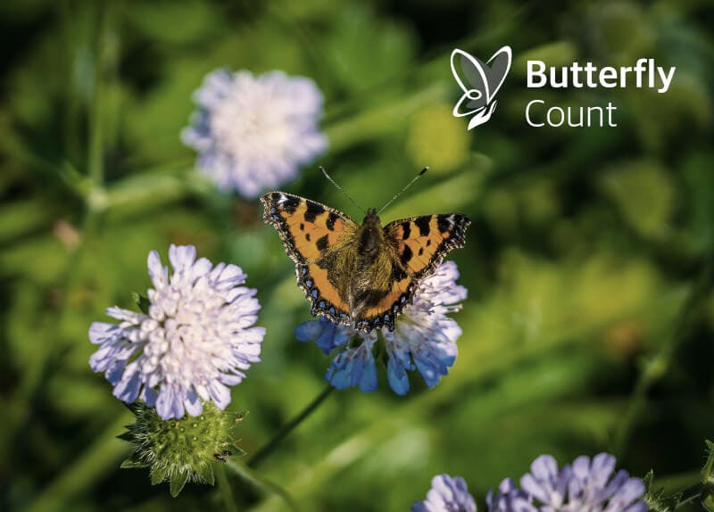 ButterflyCount image